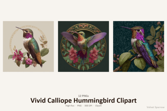 Download Vivid Calliope Hummingbird Clipart - Bird clipart Collection